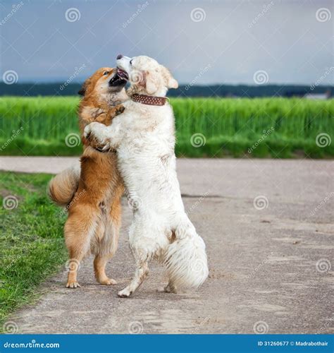 Two hugging dogs stock image. Image of funny, golden - 31260677