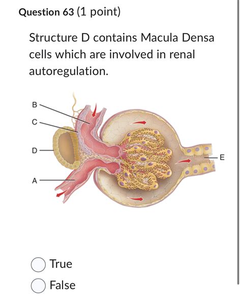 Solved Question 63 (1 ﻿point)Structure D contains Macula | Chegg.com