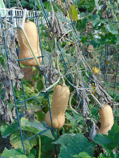 Best Time to Plant Butternut Squash