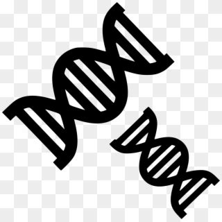 Evolution PNG 的图像结果