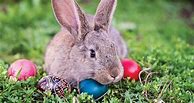 Image result for Spring Easter Bunny Template