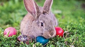 Image result for Cute Easter Bunny Template