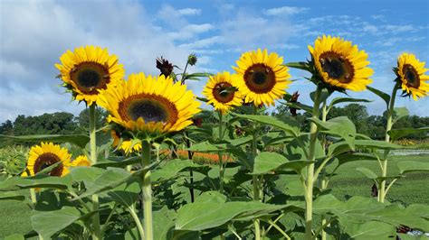 Sunflowers How To Grow