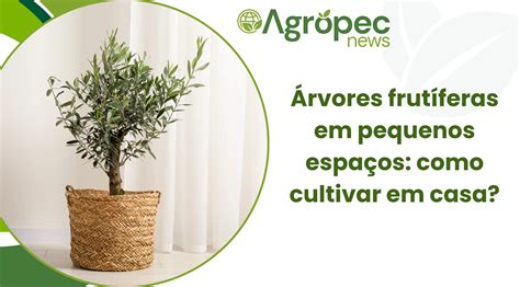 Árvores frutíferas em pequenos espaços: como cultivar em casa?