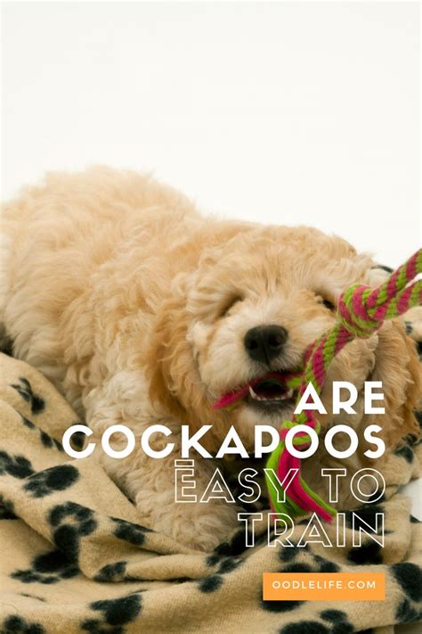 Image result for Cockapoo Training Bells