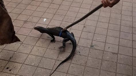 Thane: TMC's RDMC Rescues Female Monitor Lizard From Drain In Wagle Estate