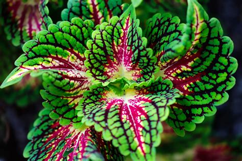 How to Grow and Care for Coleus