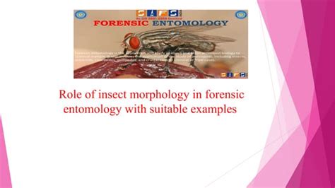 Image result for Forensic Science Insect