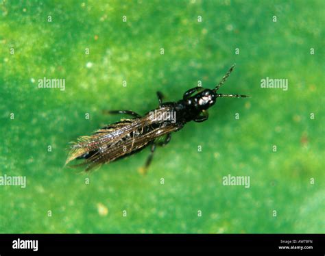 Field thrips Thrips angusticeps adult thrip on a pea leaf Stock Photo ...