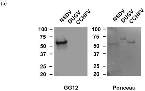 Generation and Characterisation of Monoclonal Antibodies against ...