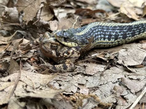 Image result for Snake Eating a Toad