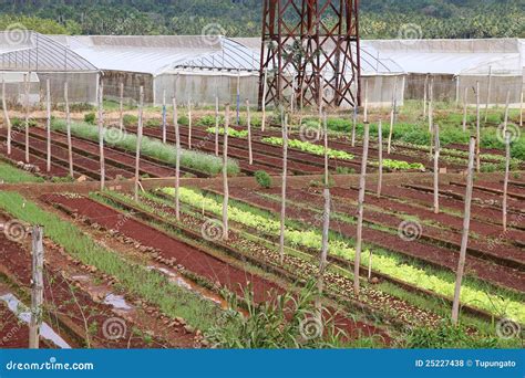 Agriculture in Cuba stock photo. Image of rural, cuban - 25227438