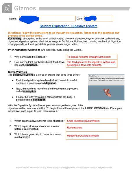 SOLUTION: Digestive system gizmo - Studypool