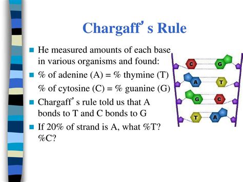 PPT - Ch 12 DNA and RNA PowerPoint Presentation, free download - ID:5711077
