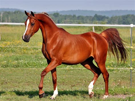 Discover 10 Common Reasons Horses Neigh - A-Z Animals