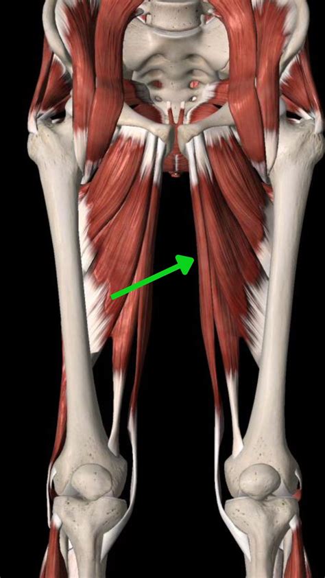 Hip Adductor Muscles Adductor Muscles Of The Hip Wikipedia
