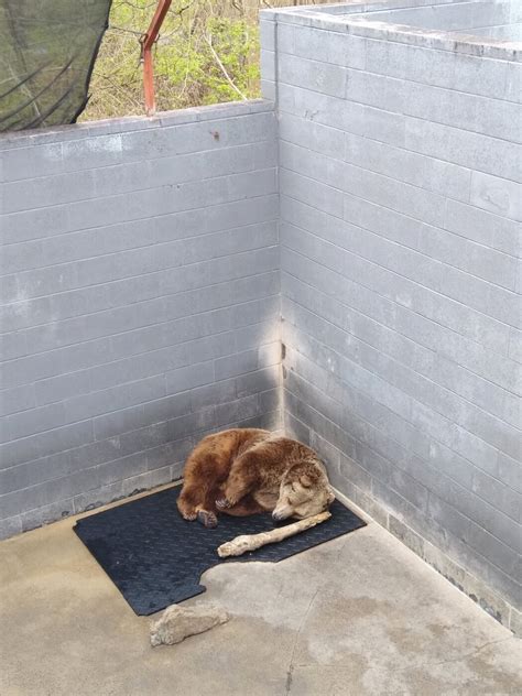 Animals Suffering at Cherokee Bear Zoo in North Carolina | PETA