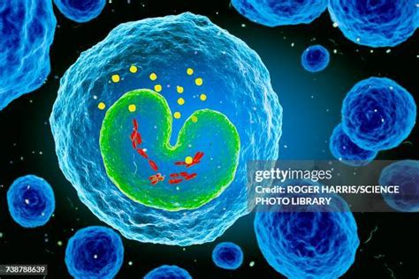 Image result for Monocyte