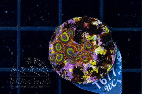 Zoanthus Fruit Loops (WCC)(Filter)-BSP_111