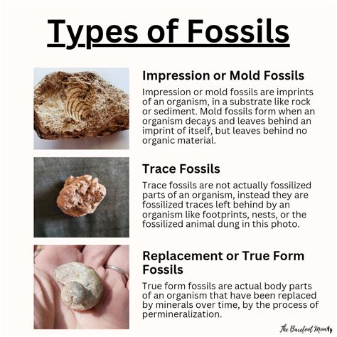 What Is The Difference Between Mold And Cast Fossils at Isabel Winifred ...