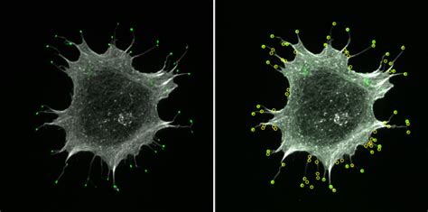 Image result for Biological Image Analysis Using R