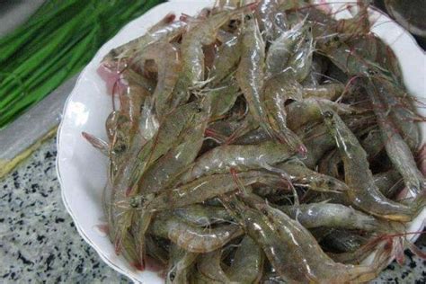 吃小河虾需要去头吗 新鲜的小河虾怎么保存 - 致富热