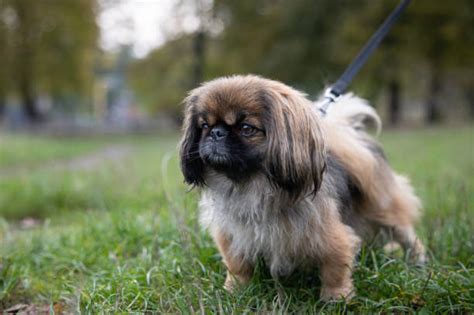 Pekingese – GoofyTails
