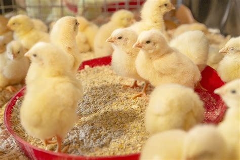Broiler Chicken Feed Guide at James Boyden blog