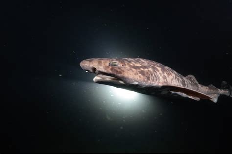 Image result for Alien Hammond Shark