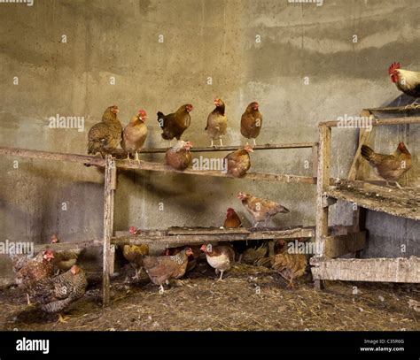 Free range chicken farm house hi-res stock photography and images - Alamy
