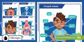 Corpul uman: Organe – Fișe de lucru