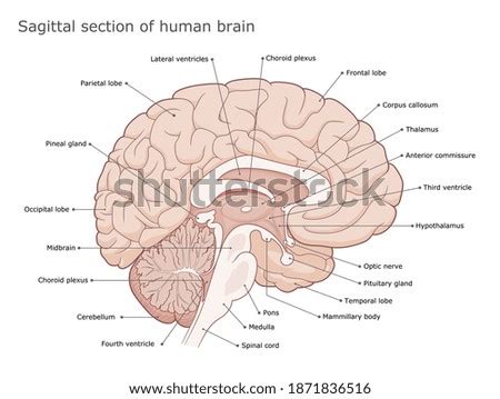 Image result for Brain