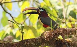 Image result for Programing Python Green