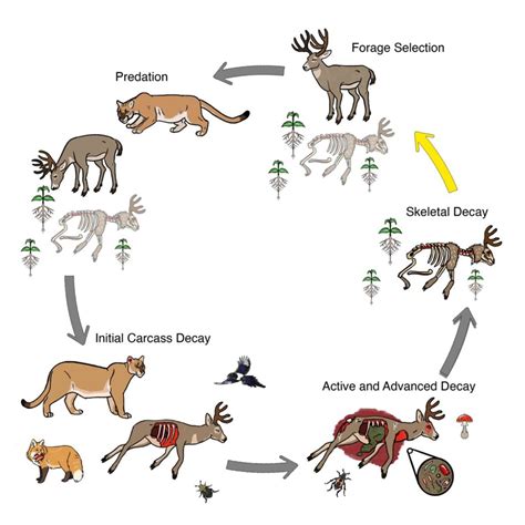 Prey Of Cougars
