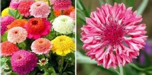 xcentax Zinnia Scabiosa Hybrid, Cornflower Seed Price in India - Buy ...