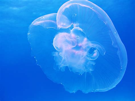 Image result for Jellyfish Tutorial C4d