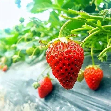 感受戀愛的幸福滋味 夢幻草莓的6大益處 – 奧丁丁客棧
