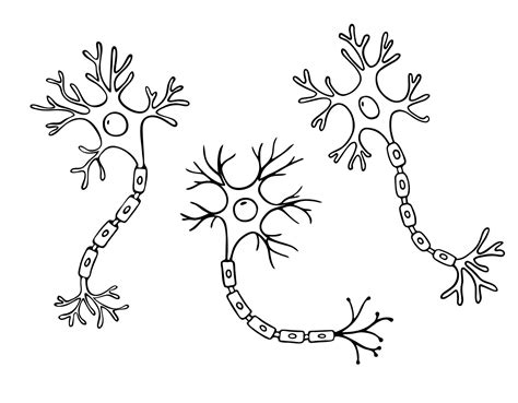 Vector line illustration of neuron anatomy doodle style hand drawn ...