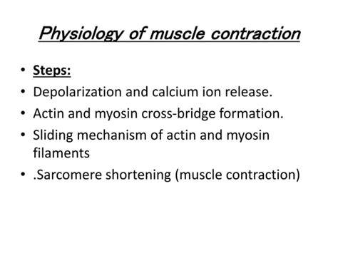 Muscle Contraction Process 的图像结果