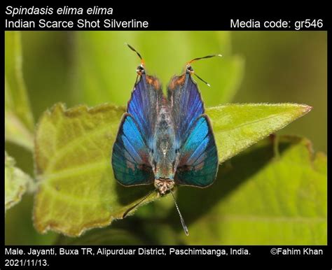 Cigaritis elima (Moore, 1877) - Scarce Shot Silverline | Butterfly