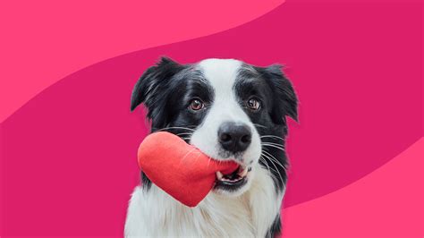 Trazodone for dogs: Uses, dosage, and side effects