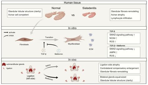 Metformin Attenuates TGF-β1-Induced Fibrosis in Salivary Gland: A ...