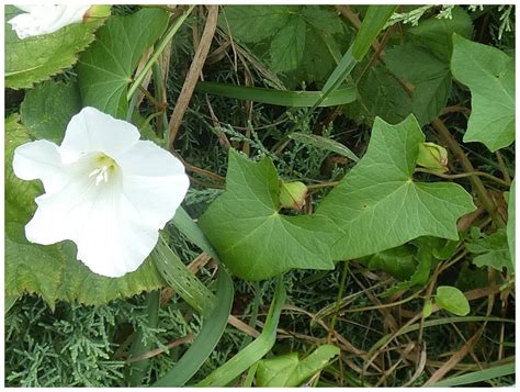 Opletník plotní (Calystegia sepium) - Bobův fotoblog