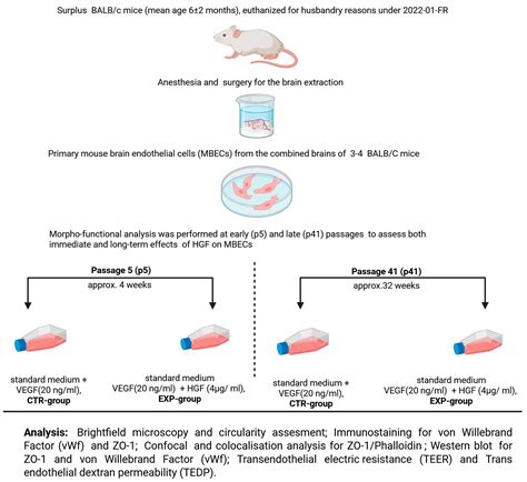 Endothelial Cell Transition: Preliminary Data on Cross-Organ Shift from ...