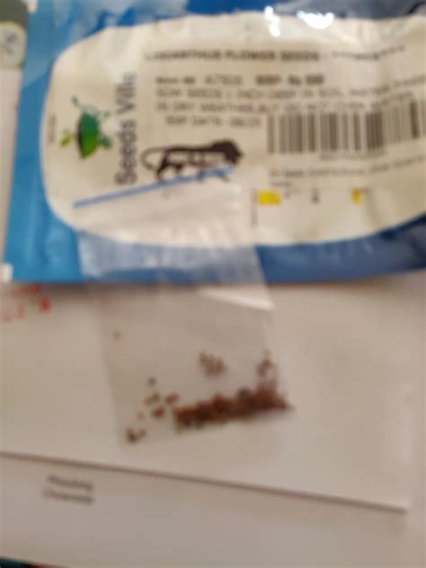 60+ Seeds- Eustoma Grandiflorum-Lisianthus Flower Mix Colour Seeds ...