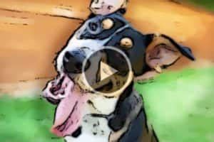 Image result for Tutorials for Pinnacle 24