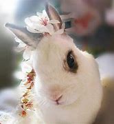 Image result for Fluffy Bunnies with Flowers