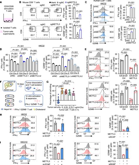 METTL3 drives NAFLD-related hepatocellular carcinoma and is a therapeutic target for boosting ...