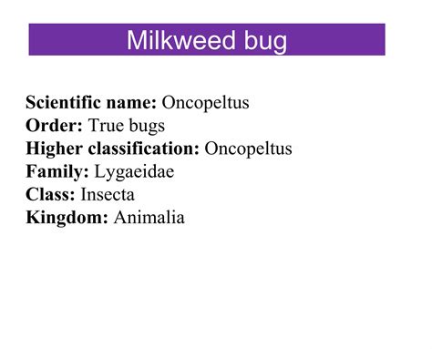 Order hemiptera True bugs | PPTX