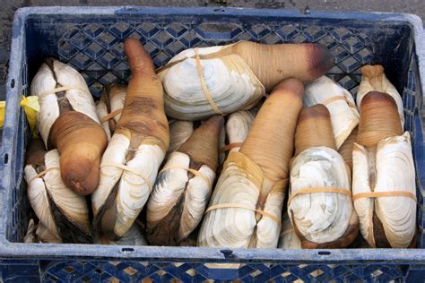 Image result for Geoduck Digging